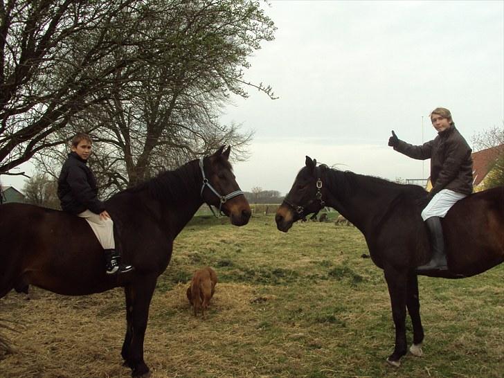 Dansk Varmblod Anita mors hest  - Peter på Chevall og Daniel på Anita , hvis vi ikke kan finde ungerne  er de 99 % sikert der på ryggen af basserne billede 9
