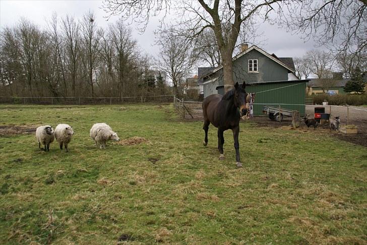 Dansk Varmblod Anita mors hest  - Anita og de tre bodyguards mæ mæ og mor Maren  billede 10