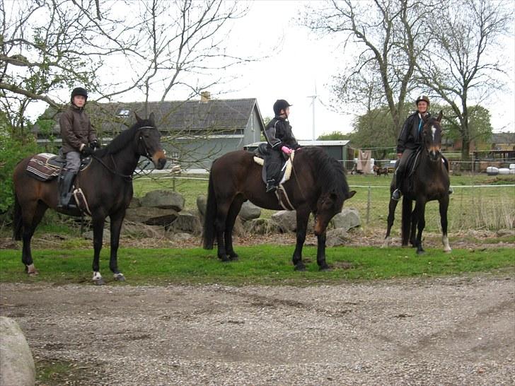 Dansk Varmblod Anita mors hest  - fører fåret Anita  billede 11