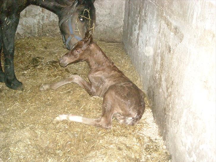 New Forest Romeo´s Kawasaki - avlshingst - Jeg kom til verden d. 21.04.2010 kl. 04.00 billede 1