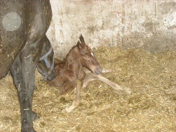 New Forest Romeo´s Kawasaki - avlshingst billede 4