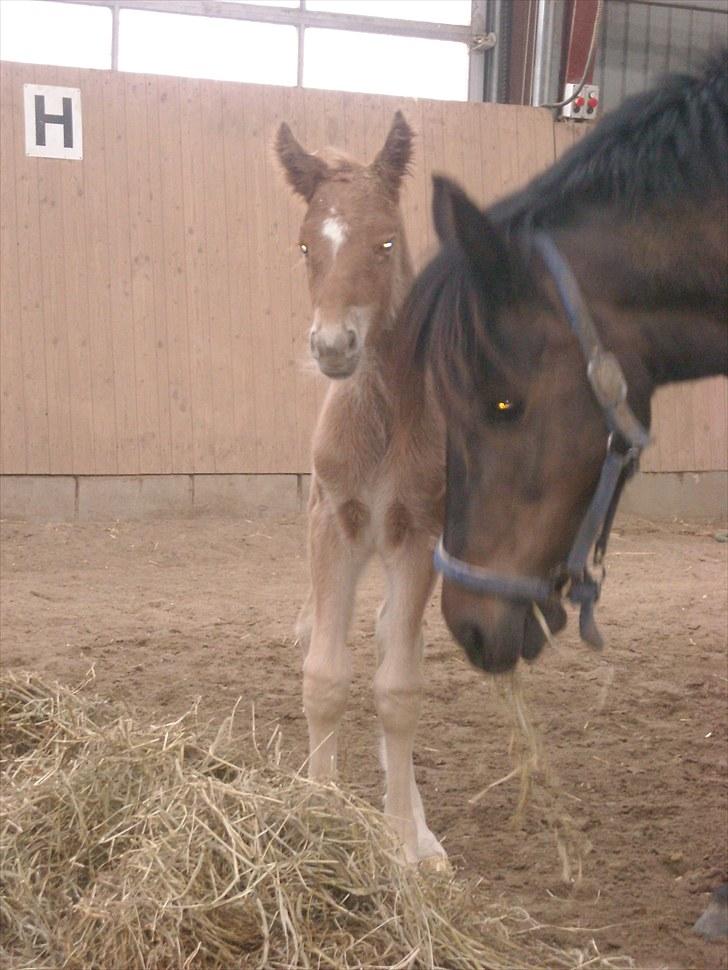 New Forest Romeo´s Kawasaki - avlshingst - Troede man skulle blive i barselssengen et stykke tid - men nej billede 8