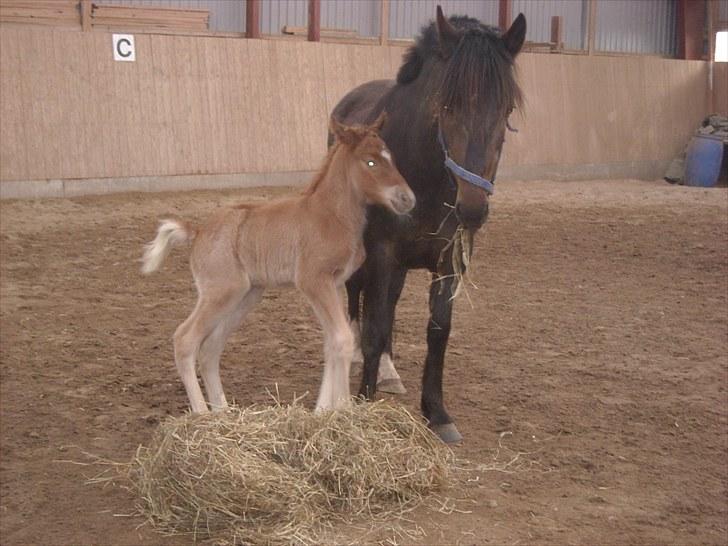 New Forest Romeo´s Kawasaki - avlshingst billede 10