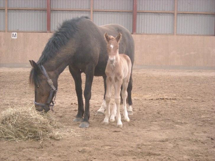 New Forest Romeo´s Kawasaki - avlshingst billede 12