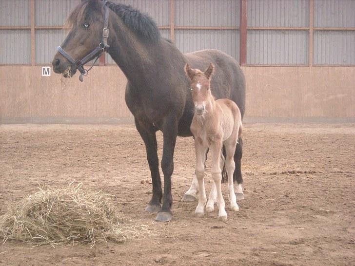 New Forest Romeo´s Kawasaki - avlshingst - Livet er nu skønt - når solen skinner. billede 13