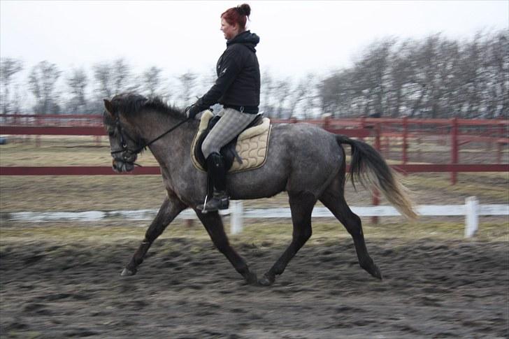 Welsh Pony (sec B) Bounty >>SOLGT<< billede 9