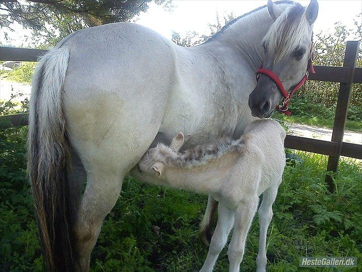 Fjordhest Imke - så dejlige ;O) billede 4
