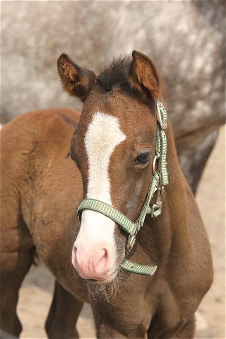 DSP GO Webmaster *solgt* billede 1