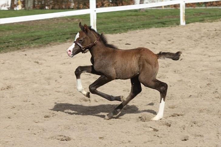 DSP GO Webmaster *solgt* billede 2