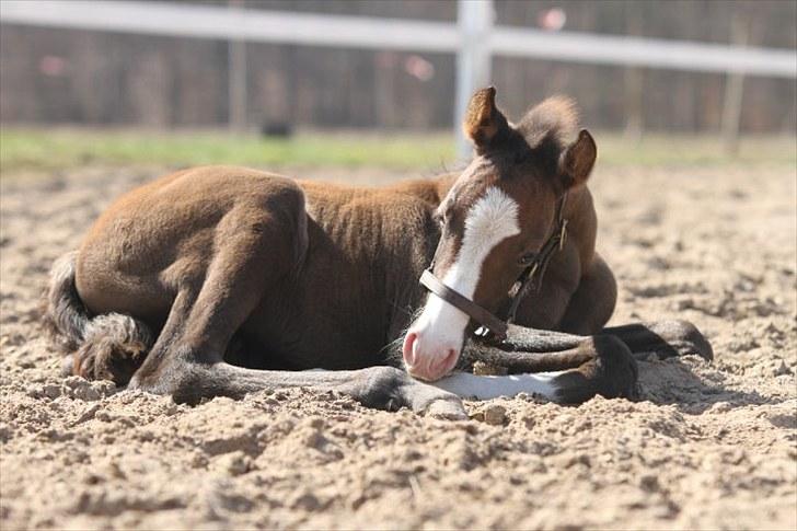 DSP GO Webmaster *solgt* billede 3