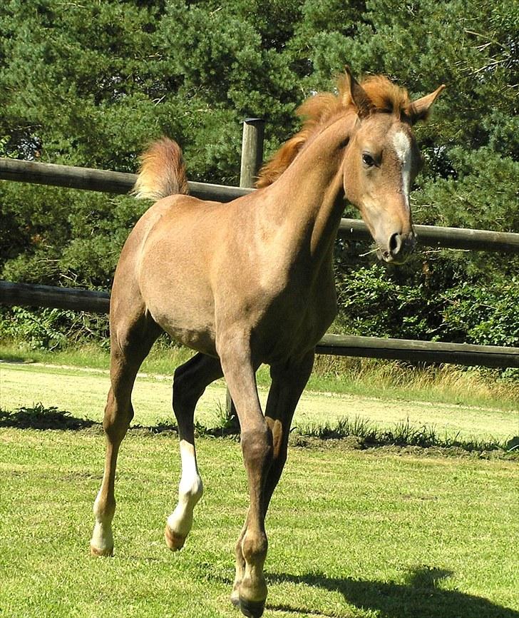 Arabisk fuldblod (OX) Bashir Royal billede 5