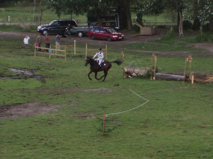 Holstener Hesteløkkens Chic billede 11