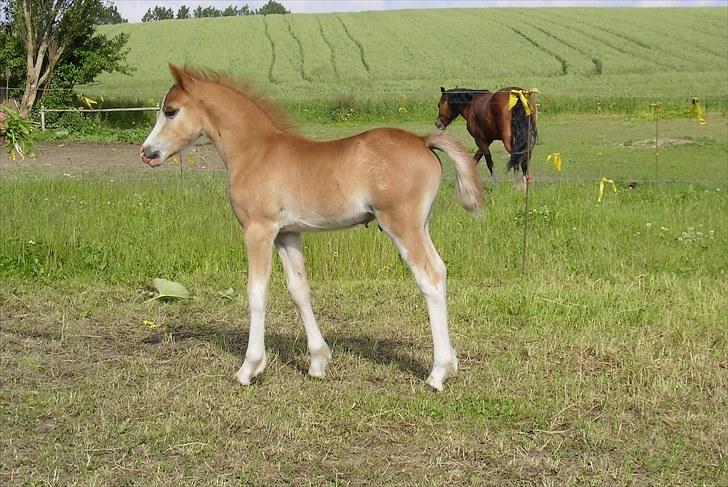 Welsh Pony af Cob-type (sec C) Thers Hey Harlekin - B-pony!! - Baby harlekin<3 (: Foto: ?? billede 11