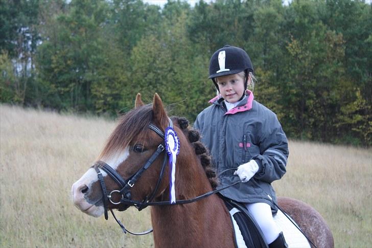 Welsh Pony af Cob-type (sec C) Thers Hey Harlekin - B-pony!! - Stævne.<3 Foto: Mig billede 19