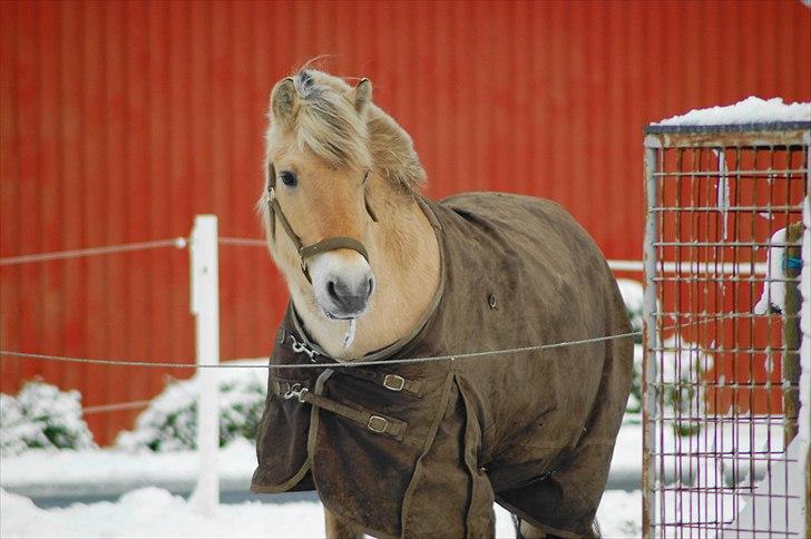 Fjordhest Sille Falk - Ude i sneen (d. 24/11 10) Bamse Sille.. ;) billede 15