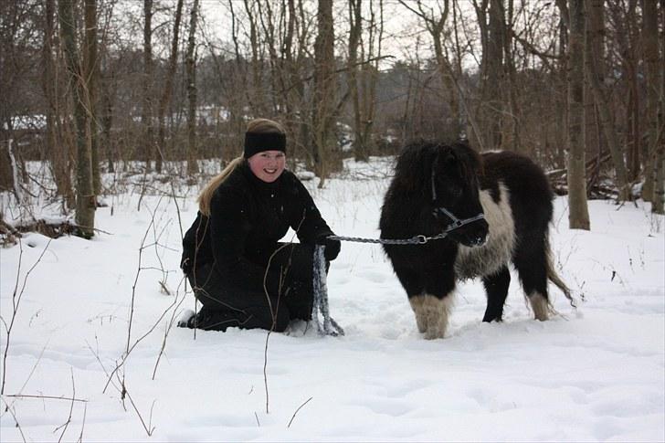 Shetlænder Stjernens Tiger - Tigers første skovtur 8 mdr gammel billede 11