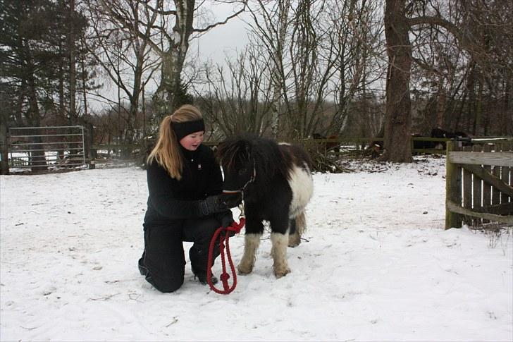 Shetlænder Stjernens Tiger - Tigers første tur væk fra flokken  billede 15