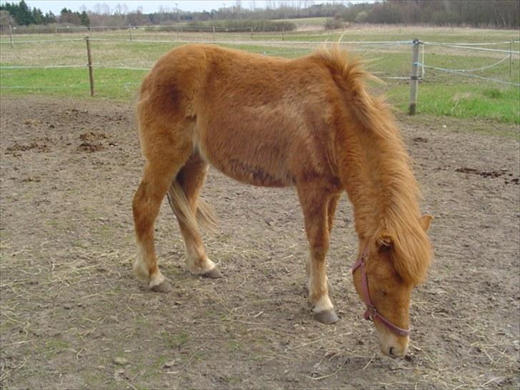 Islænder Vinur fra klintholm billede 6