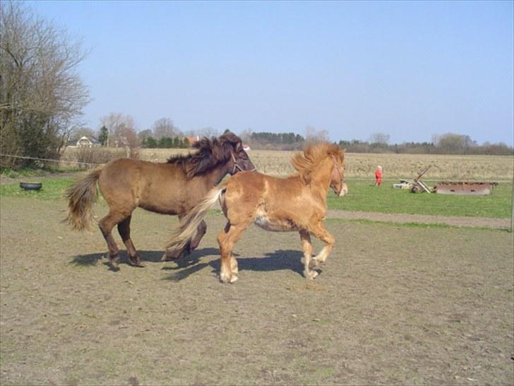 Islænder Vinur fra klintholm billede 7