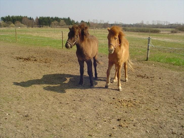 Islænder Vinur fra klintholm billede 8