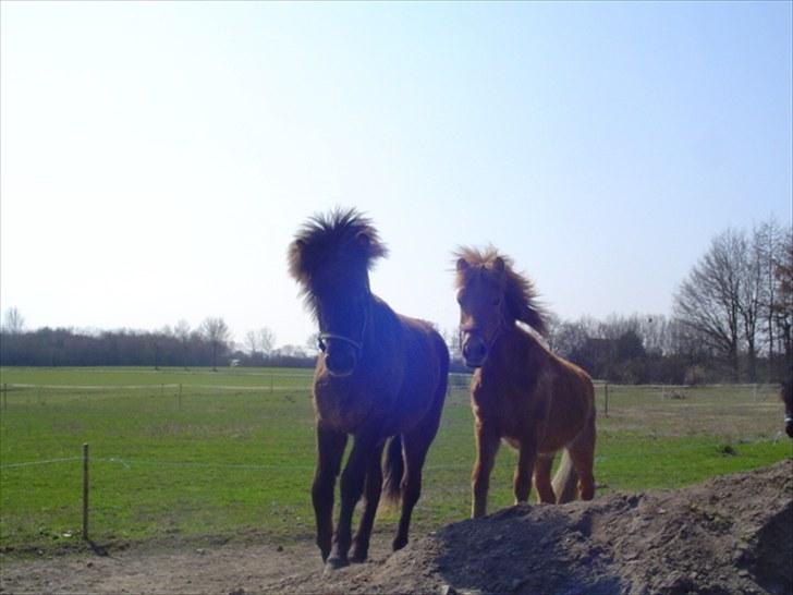 Islænder Vinur fra klintholm billede 9