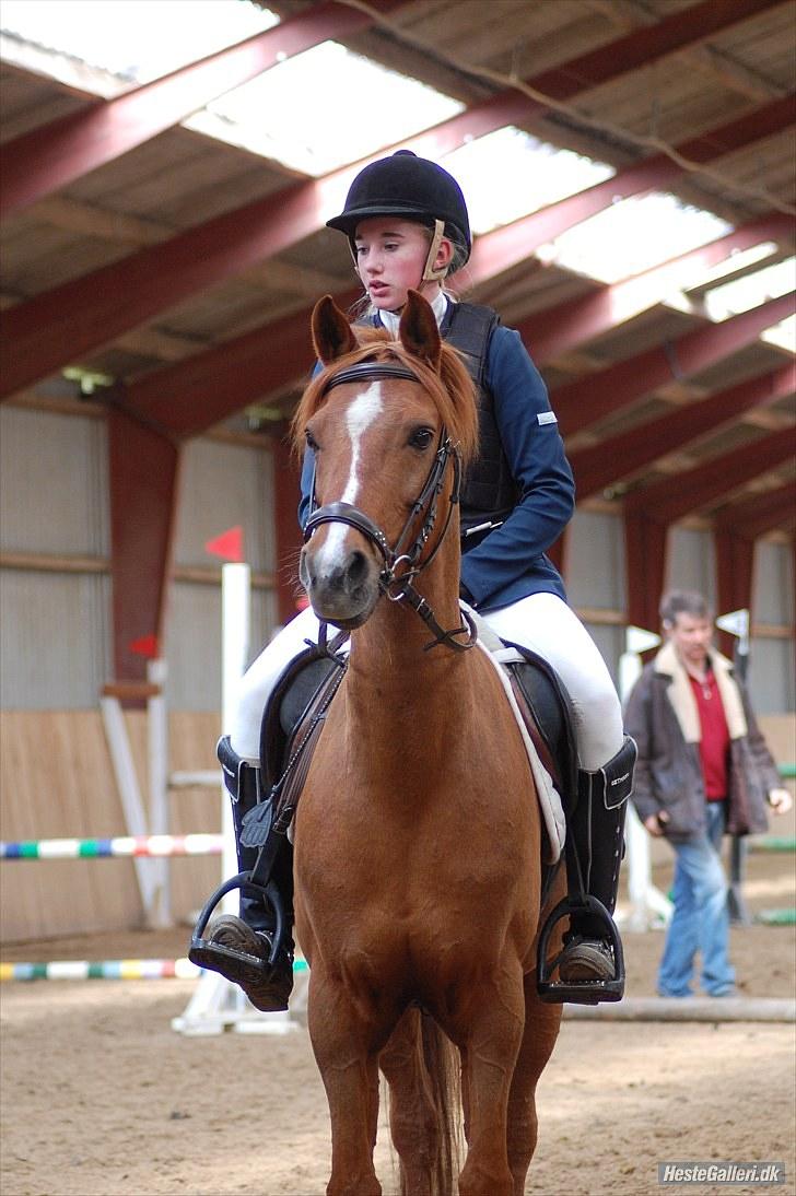 Tysk Sportspony Dakota 195 <3 SOLGT - Jordens sødeste hoved :D billede 16