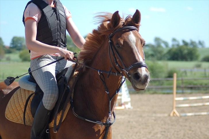 Tysk Sportspony Dakota 195 <3 SOLGT - Skønne ;D billede 18