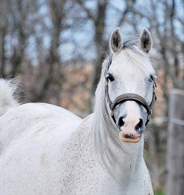 Tysk Sportspony Julia  billede 20