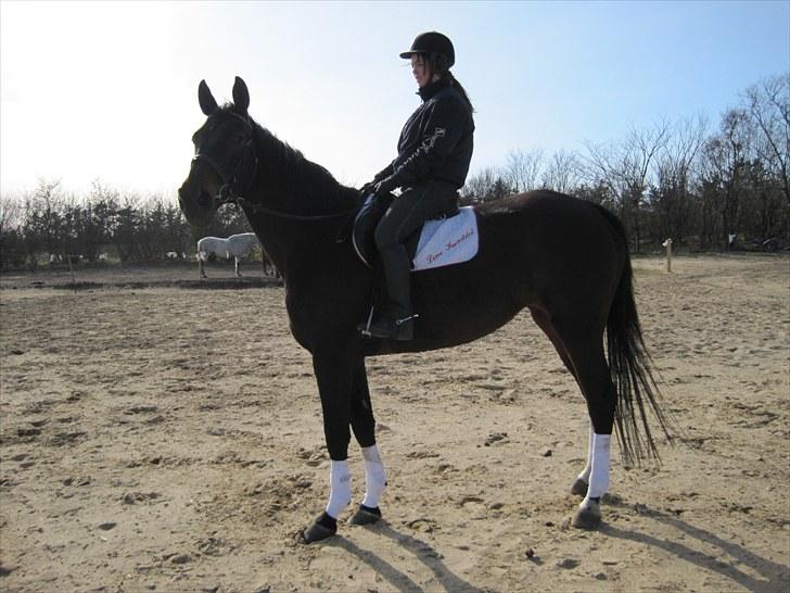Trakehner LG A-Ziki billede 6