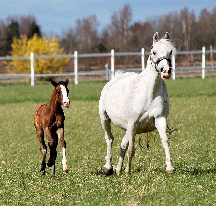 Welsh Partbred (Sec F) My Queenie - SOLGT billede 18