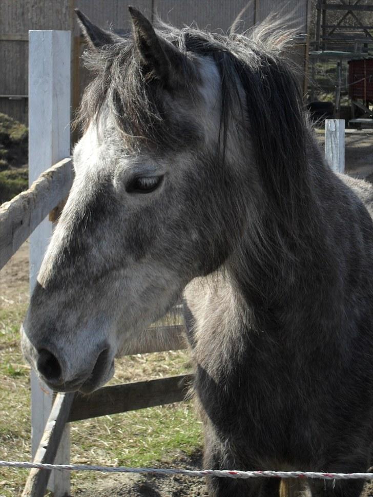 Anden særlig race | Stjerne - Velkommen til Stjerne's profil! | Fotograf: Noiser billede 1