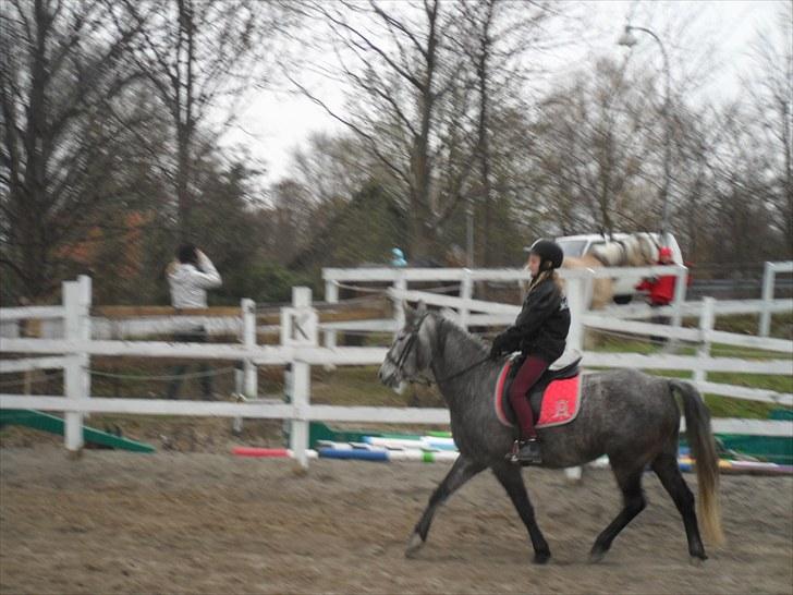 Anden særlig race | Stjerne - Lidt trav (: | Fotograf: Team Black © billede 7