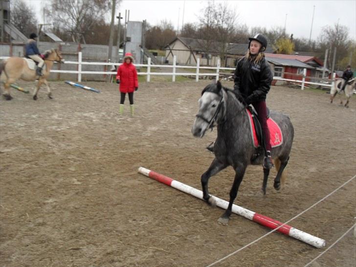 Anden særlig race | Stjerne - Galop over bum :D | Fotograf: Team Black © billede 8