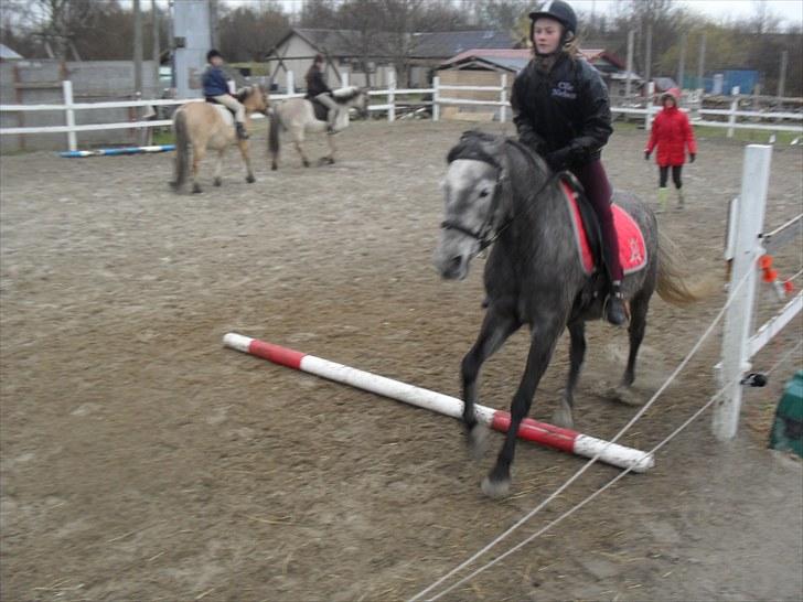 Anden særlig race | Stjerne - Weee!!! :D | Fotograf: Team Black © billede 9