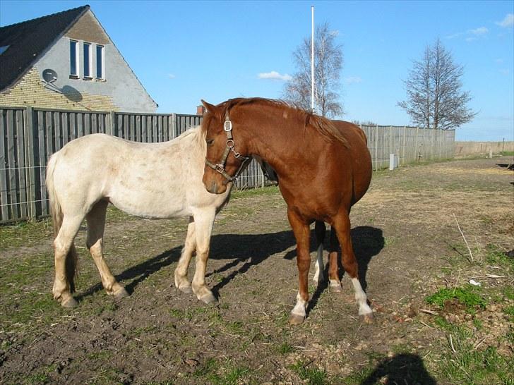 New Forest Nemo *Solgt* - Nemo april 2010 billede 6