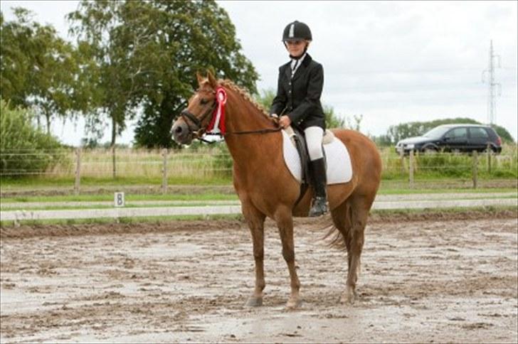 New Forest Lysagers Brandy *solgt* - GSPR dressur stævne LC 2 = 1 plads billede 3