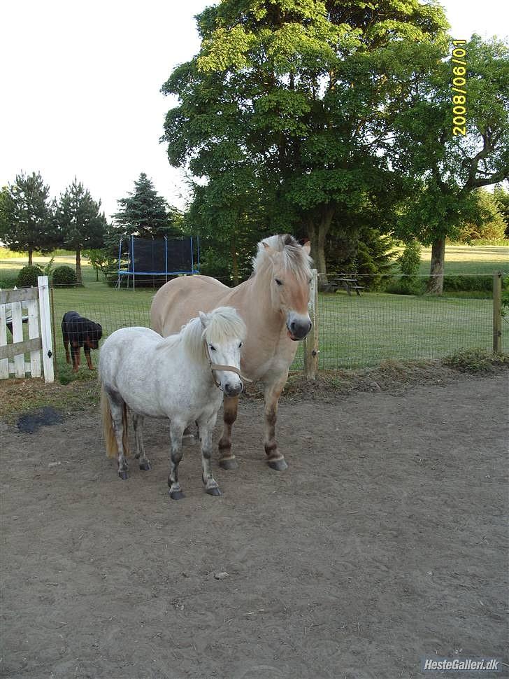 Fjordhest Prins Rose ( Part ) - 2) Prins og nulle på folden billede 2