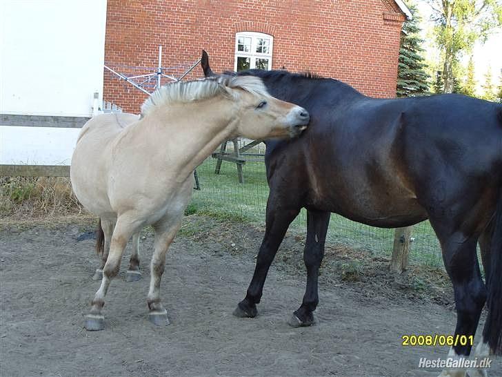 Fjordhest Prins Rose ( Part ) - 3) prins og Odin billede 3