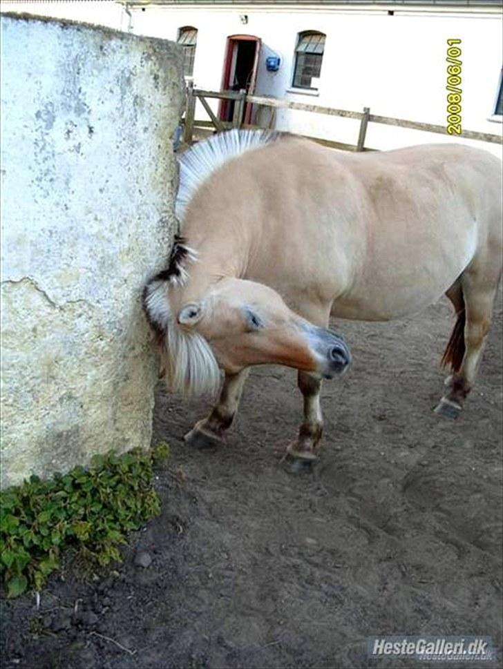 Fjordhest Prins Rose ( Part ) - 4) Prinsen <3 billede 4