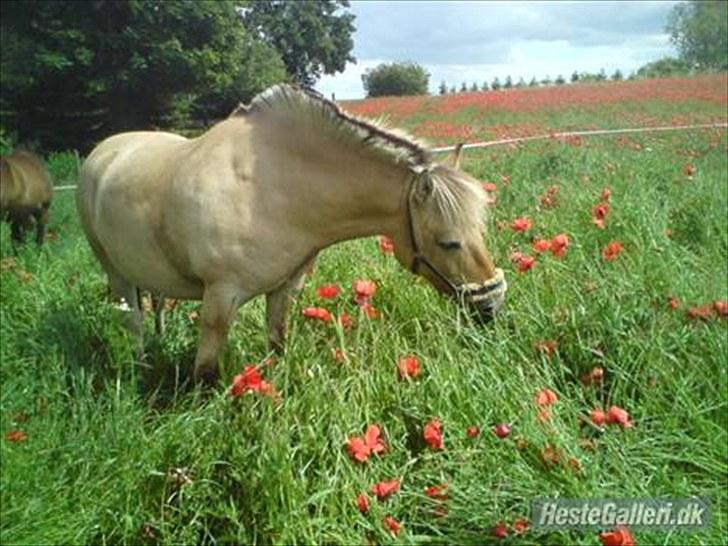 Fjordhest Prins Rose ( Part ) - 5) Prins på folden  billede 5