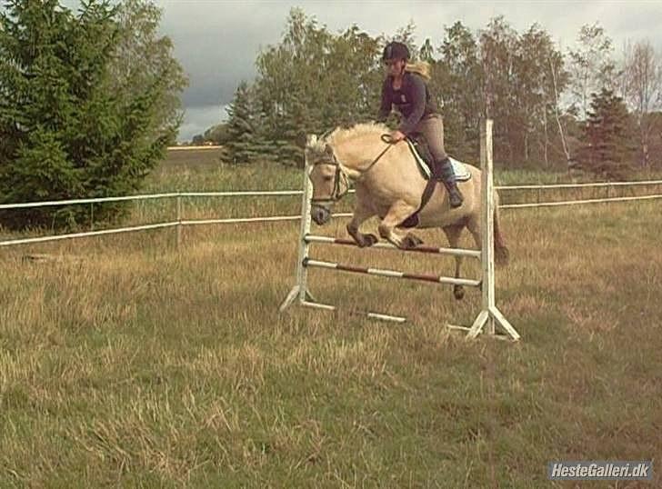 Fjordhest Prins Rose ( Part ) - 6) Mig og Prins springer billede 6