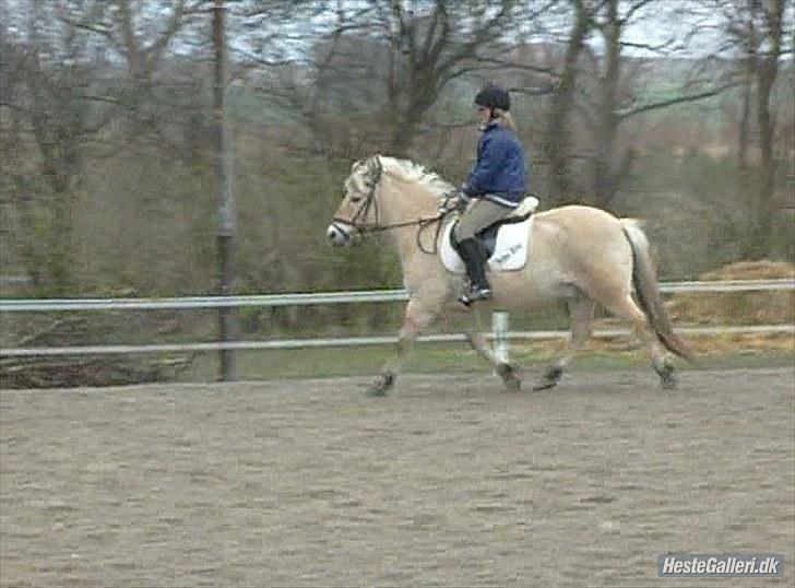 Fjordhest Prins Rose ( Part ) - 7) Mig og Prinsen  billede 7