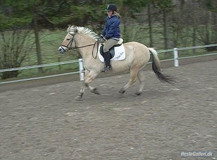 Fjordhest Prins Rose ( Part ) - 9) En dag nede på banen  billede 9