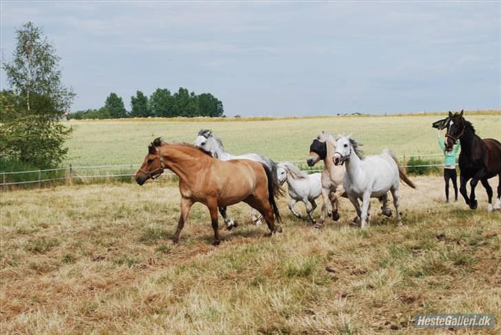 Fjordhest Prins Rose ( Part ) - 10) Elsker det billed <3  billede 10