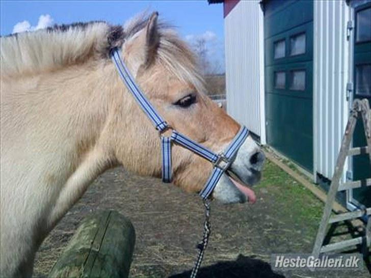Fjordhest Prins Rose ( Part ) - 11) Prins der gaber  billede 11
