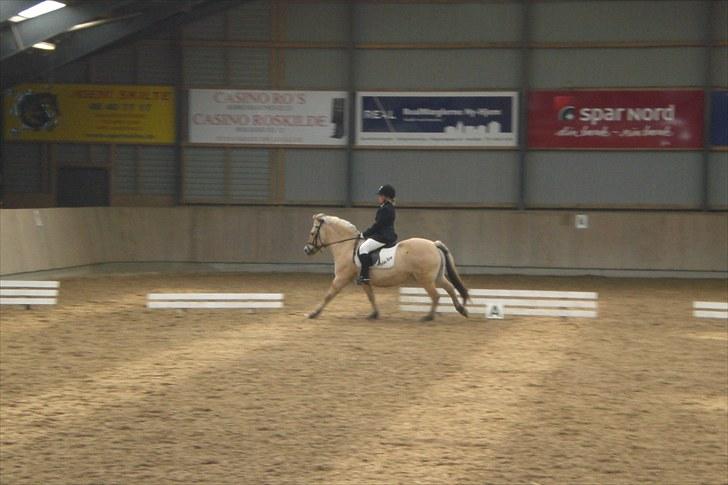 Fjordhest Prins Rose ( Part ) - 12) Mit første stævne på Prins  billede 12