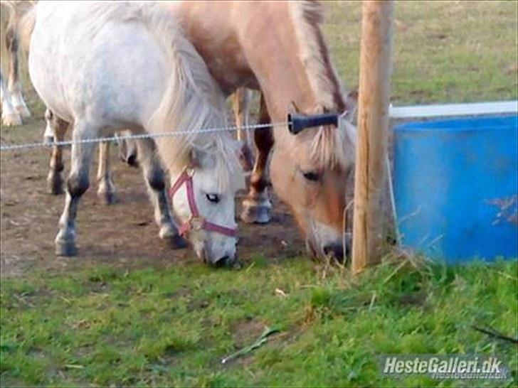Fjordhest Prins Rose ( Part ) - 13) Prins og Nulle  billede 13