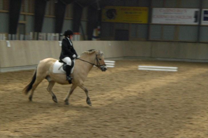 Fjordhest Prins Rose ( Part ) - 14) Mit første stævne, han var bare såå sød :b billede 14