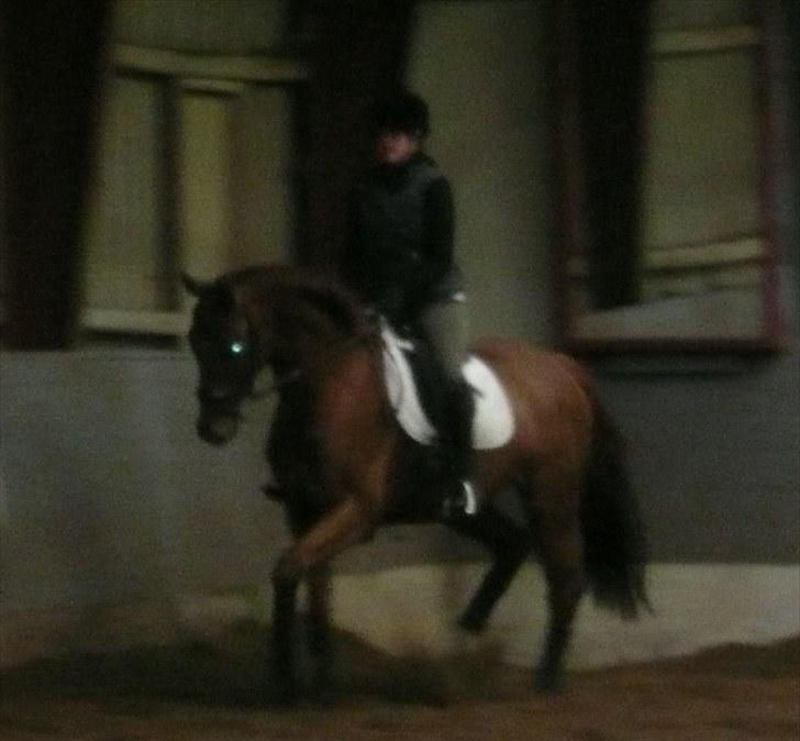 Dansk Varmblod F.A Royal <3 billede 12