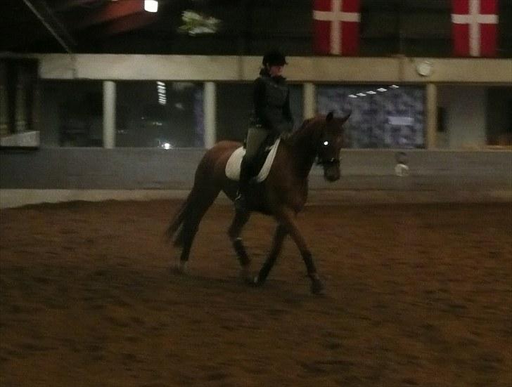 Dansk Varmblod F.A Royal <3 billede 13